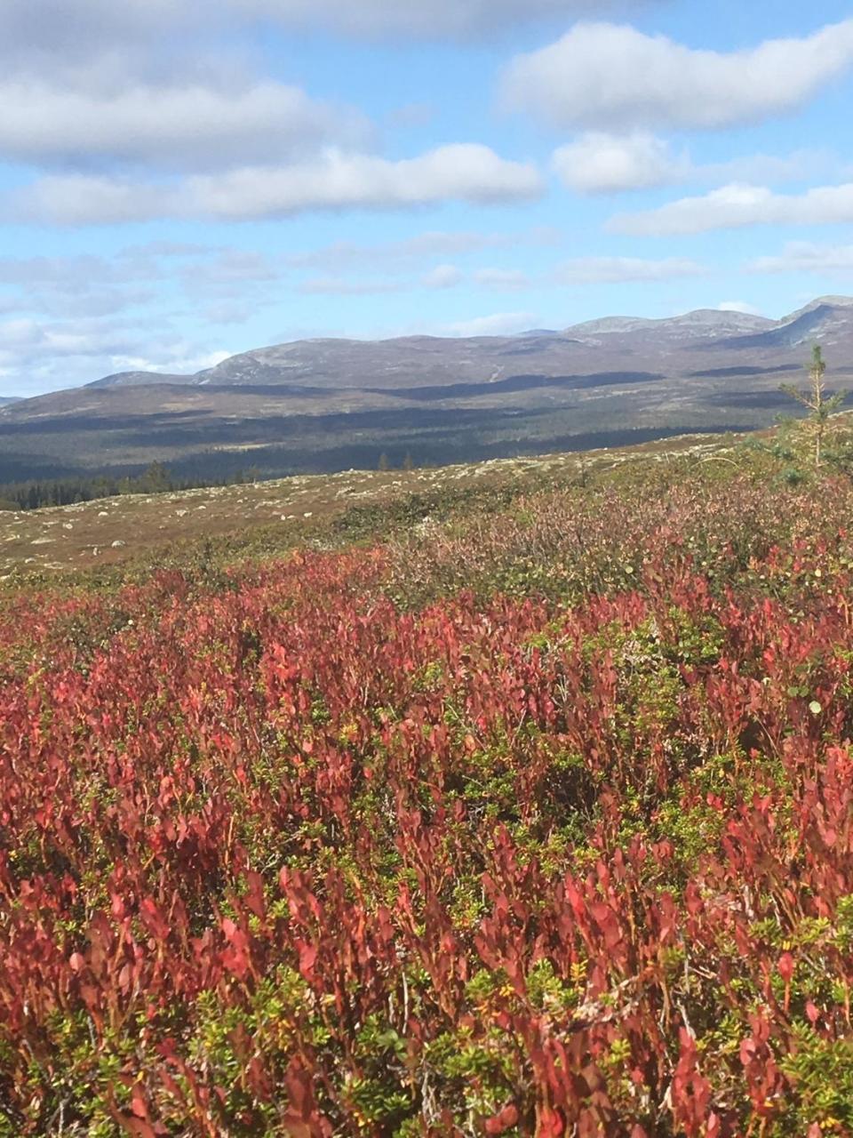 Loevasgardens Fjaellhotell Lovasen Exteriér fotografie